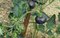 Tomate Pflanze