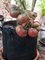 Tomate Pflanze