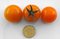 Tomate Frucht