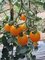Tomate Pflanze