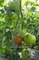 Tomate Pflanze