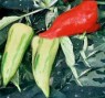 fish_pepper